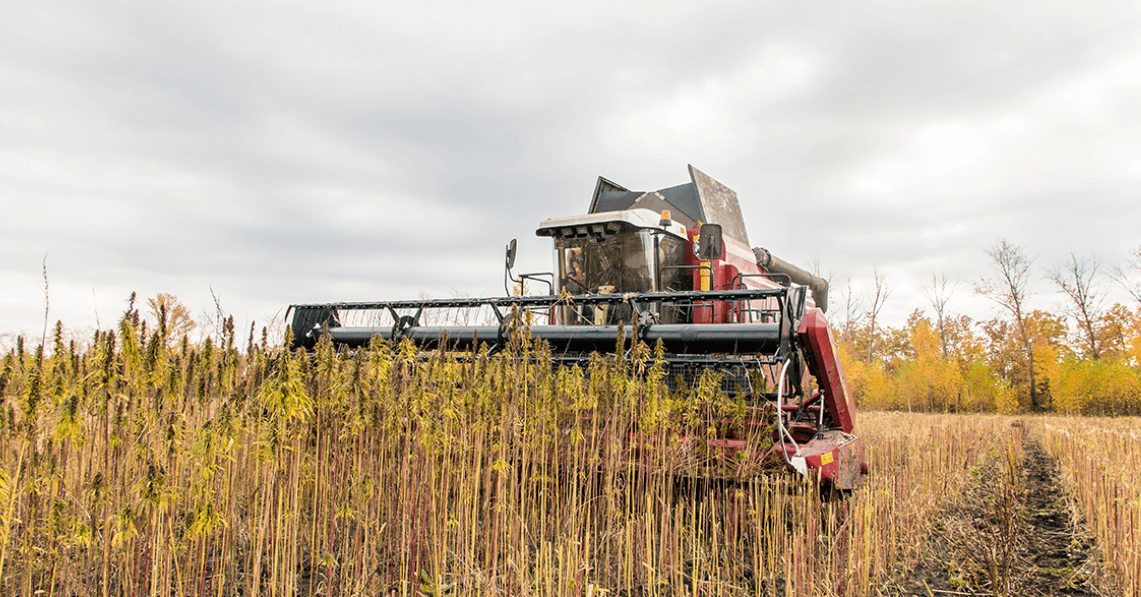 cannabis harvester