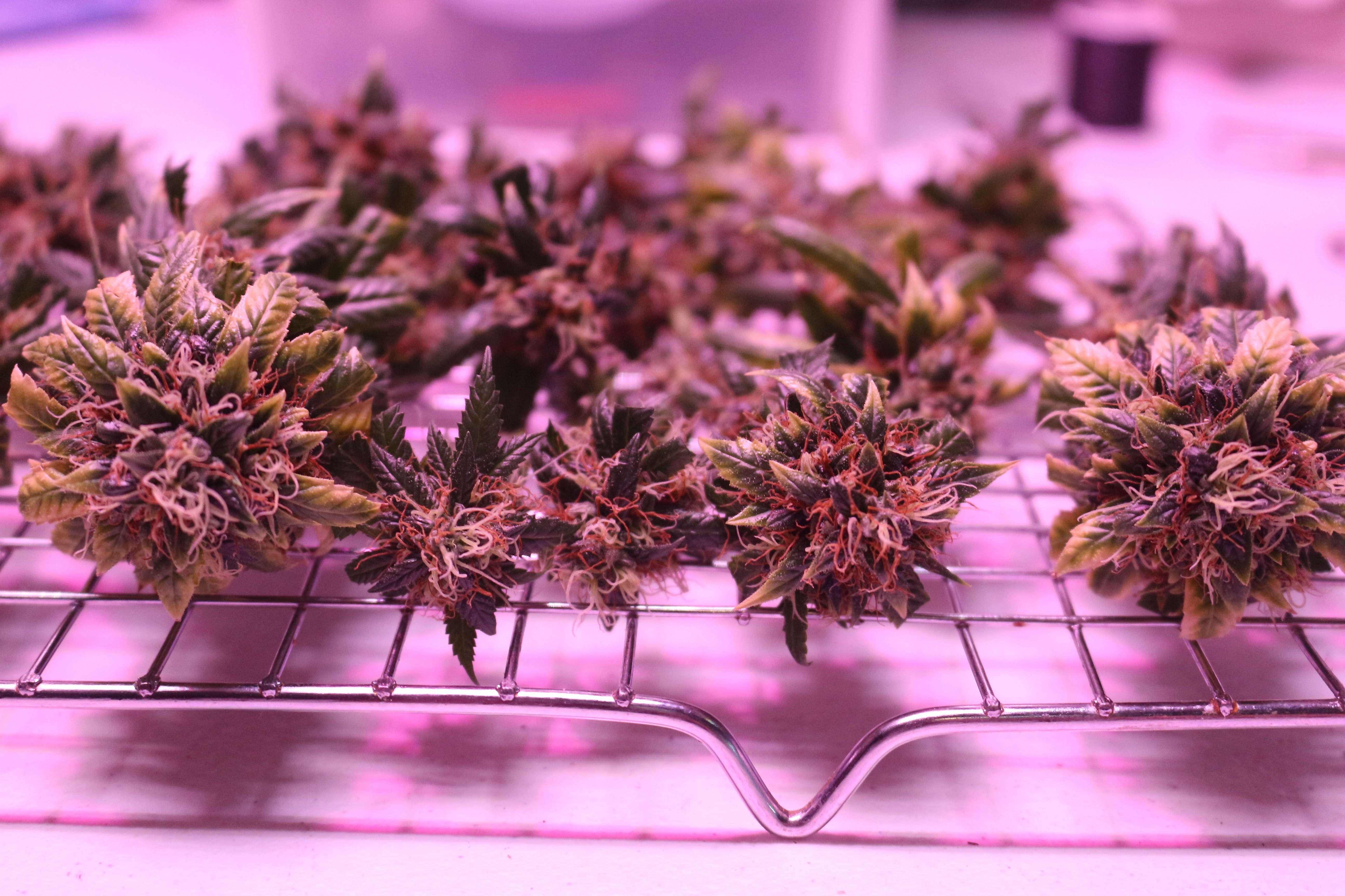 cannabis trays