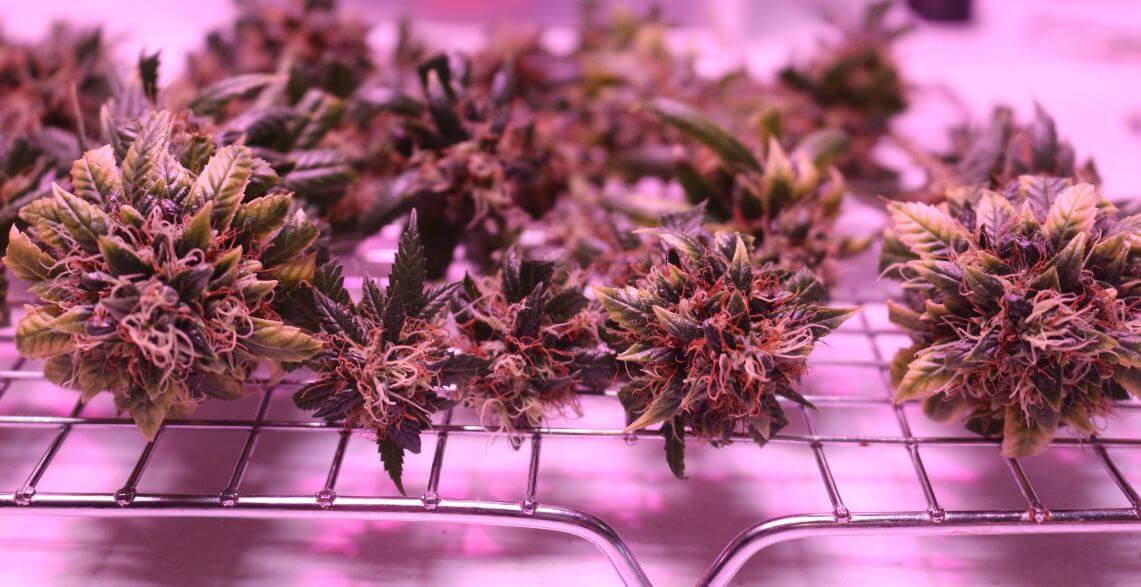Weed Dry Rack